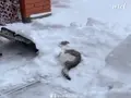 눈속성 고양이.gif 썸네일